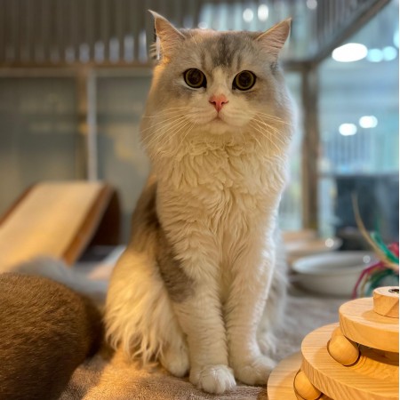 小寶
